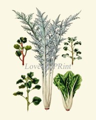 Salad Leaf Botanical Wall Art Set of 12 Prints Beautiful Antique Unframed