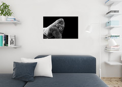 Adult Gorilla Staring on Black Background Photo Art Print Poster 24×36 inch
