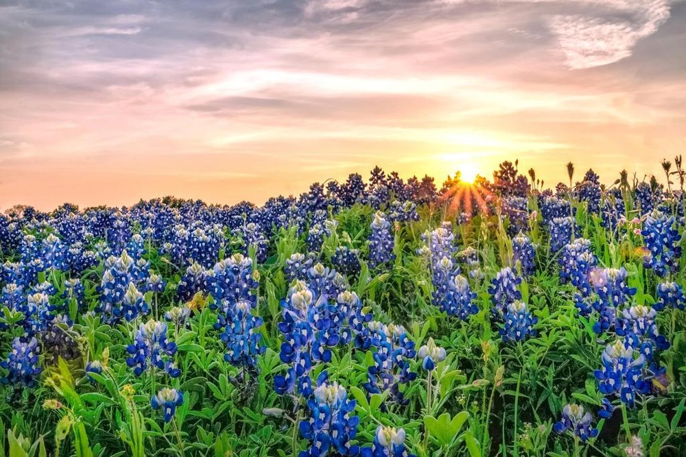Texas Bluebonnets at Sunset Photo Photograph Cool Wall Art Print Poster 24×16