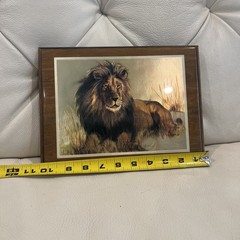 Rare Vintage Metallic Foil Lithograph Majestic Male Lion Wildlife Framed Decor