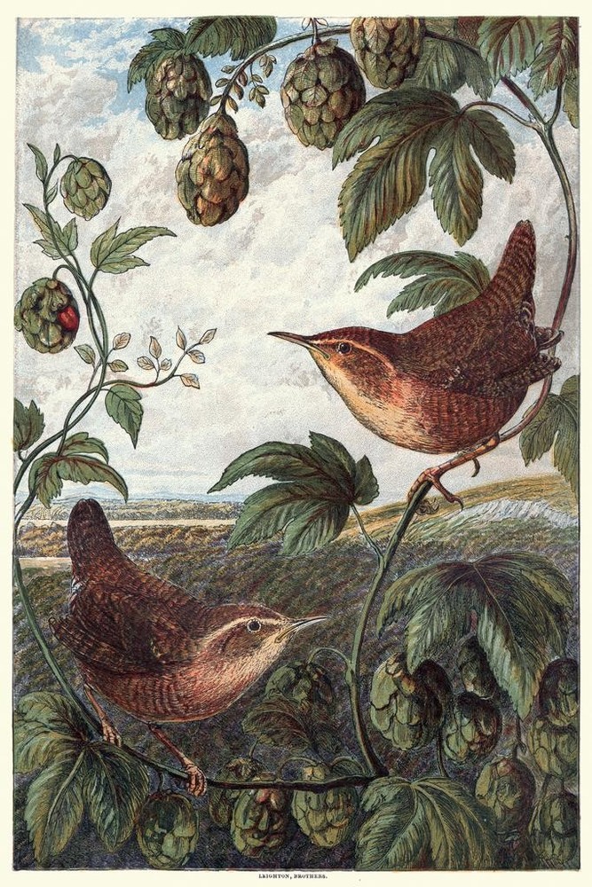Wrens Sitting on Branch Vintage Illustration Bird Pictures Wall Decor Beautiful