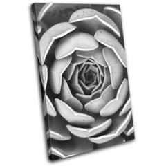 Abstract Succulent B/W Plant Floral SINGLE CANVAS WALL ART Picture Print