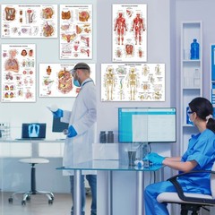 11 Human Anatomy Posters Medical Posters, Skeletal, Male Female Muscular, Ci…