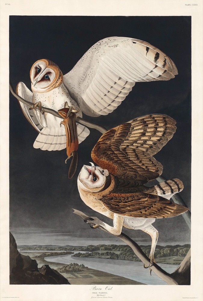 12167.Poster print or Canvas wall decor.Room art design.Audubon bird.Barn Owls