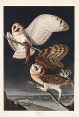 12167.Poster print or Canvas wall decor.Room art design.Audubon bird.Barn Owls