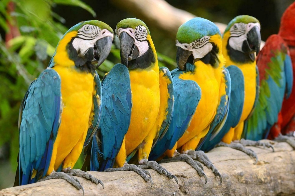 BLUE AND YELLOW MACAW PARROTS GLOSSY POSTER PICTURE PHOTO PRINT bird 4840