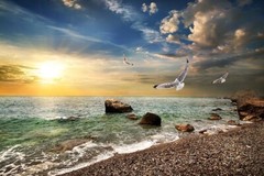 A Group of Birds Flying Over A Beach Premium Quality Poster
