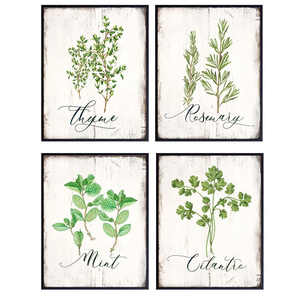 Botanical Herbs and Spices Kitchen Decor – 4 – 8×10 inch prints, Multicolor