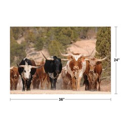 Herd of Texas Longhorn cattle in southern Utah mountains Poster 24×36 inch