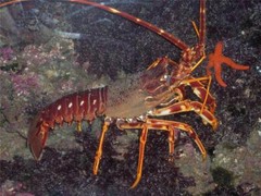 SPINY LOBSTER GLOSSY POSTER PICTURE PHOTO PRINT BANNER fish ocean cool pic 8761