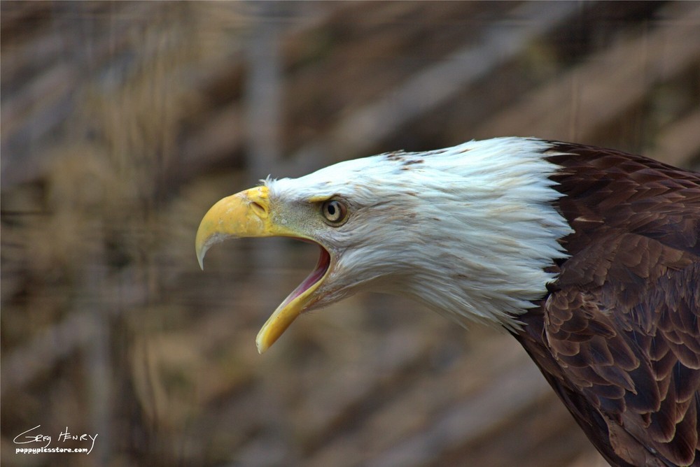 Bald Eagle Photography Print, Screaming Eagle
