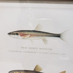 Fish Print Framed Minnow Species Illustration Natural History Cabin Wall Art