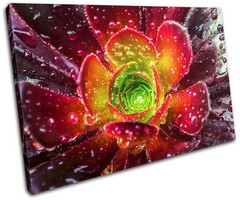 Exotic wet Flower Floral SINGLE CANVAS WALL ART Picture Print VA