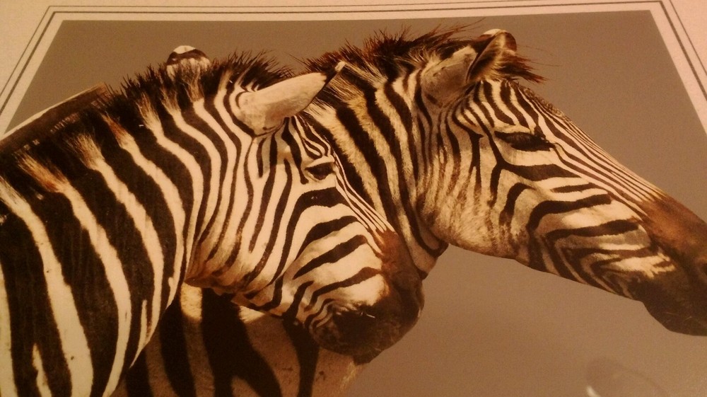 Zebra Pair Animal Photo Print 8×10 New Matted Wall Art HQ Gift Sealed