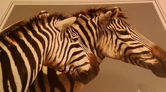 Zebra Pair Animal Photo Print 8×10 New Matted Wall Art HQ Gift Sealed