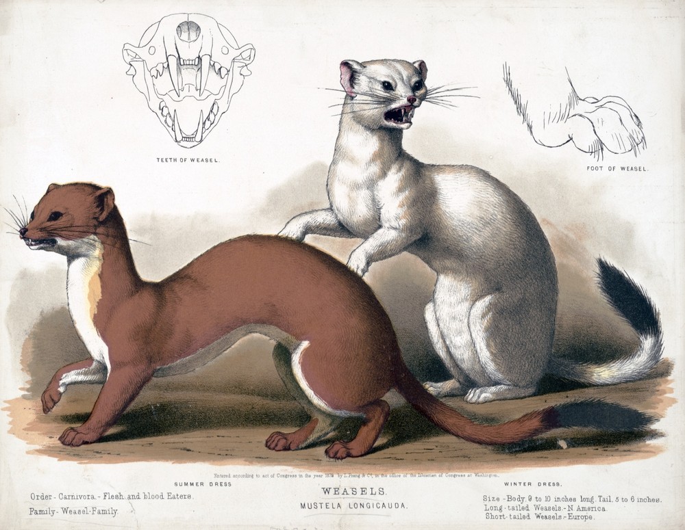 9593.Decoration Poster.Room Wall art.Home decor.Weasels.Science.Nature artwork