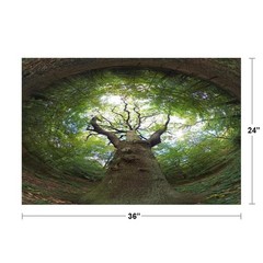 Tree of Life 360 Degree View Photo Art Print Poster 24×36 inch