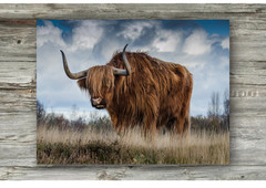 Highland Cow Farm Rustic Cattle Cowboy High Quality Canvas/Photo Paper PA16