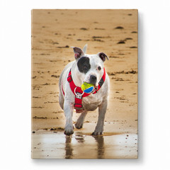 Beach Dog Canvas Wall Art Cute Puppy Playing Ball Print Pet Lover Coastal Wall