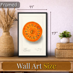 Vintage Botanical Fruit Illustration Poster Framed 11×17 – Bael Fruit Art Print