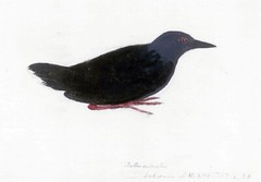 EXTINCT TAHITI CRAKE BIRD GLOSSY POSTER PICTURE PHOTO PRINT BANNER 10761