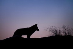 Fox Silhouette at Sunset Poster Photo Print Wildlife Nature Dessert Landscape