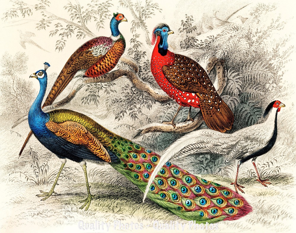 Peacock & Pheasants 8.5×11″ Photo Print Illustration Bird Art Oliver Goldsmith