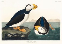 12108.Poster print or Canvas wall decor interior design.Audubon bird.Puffin