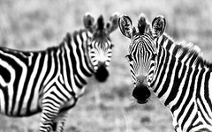 Zebra 8×10 High Quality Photo