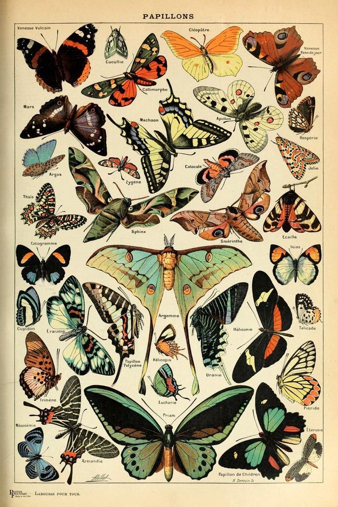Butterfly Vintage Papillons Insect Art Print Poster 16×24