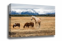 Horse Canvas: Wyoming Palomino Grand Teton National Park Western Equine Wall Art
