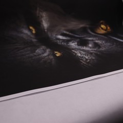 Frameless & High-Quality Ink Artwork Striking Gorilla 20″ x 28″