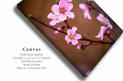 Peach Tree Blossom Canvas Wall Art: Oklahoma Vertical Nature Pink Floral Decor