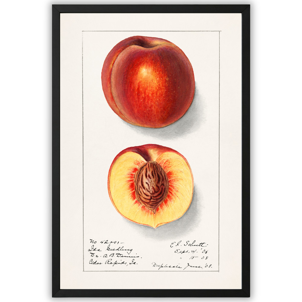 Vintage Peach Illustration Poster Framed 11×17 Botanical Fruit Wall Art Decor