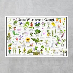 Native Wildflowers of Georgia Flower Identification Poster | Flower ID Guide