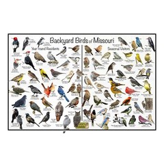 Backyard Birds of Missouri Bird Identification Nature Poster / Bird Feeder Guide