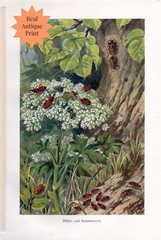 Queen Annes Lace Stink Bugs Brehm Entomology Botanical Antique Print