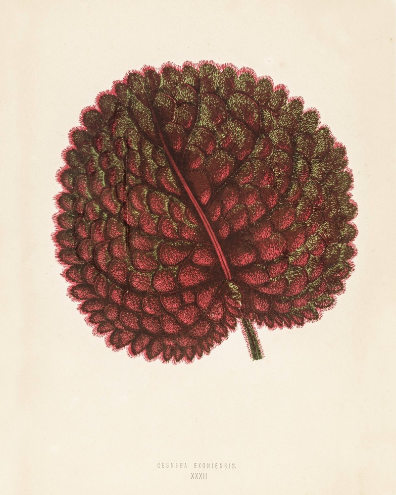 13408.Wall Decor Poster.Room Interior art design.Rare plant leaf.Gesnera