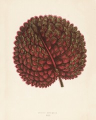 13408.Wall Decor Poster.Room Interior art design.Rare plant leaf.Gesnera