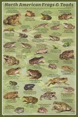 North American Frogs & Toads Educational Poster – 24″ x 36″