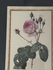 Wall Hanging Rose Print Matted Gold Frame 10×12 Glass Front New Display Unit