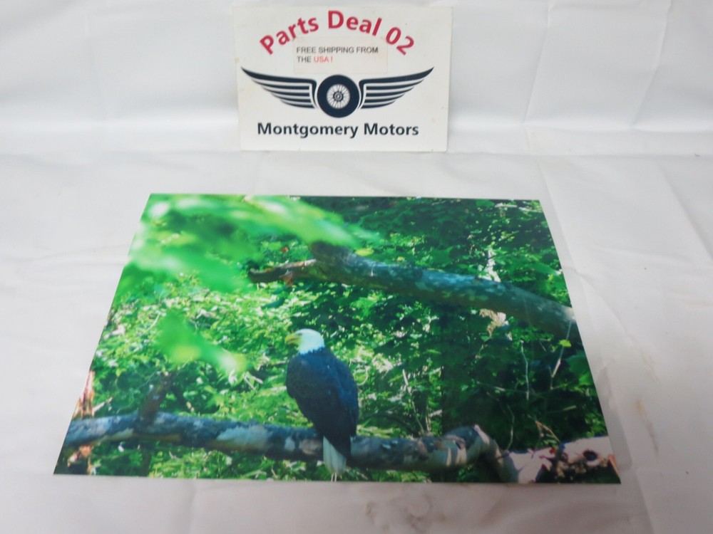 Eagle On Greenbrier River Print Portrait Picture 8 x 10 Portrait Vertical Gloss