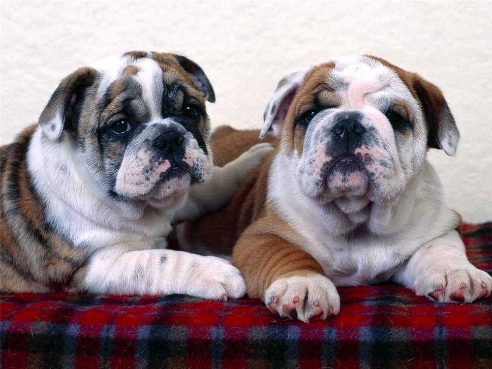 BULLDOG PUPPY BUDDIES GLOSSY POSTER PICTURE PHOTO dogs puppy animals friends 610