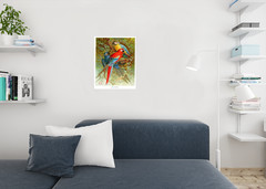 Scarlet Blue Gold Macaws Vintage Illustration Tropical Bluebird Decor Blue Bird