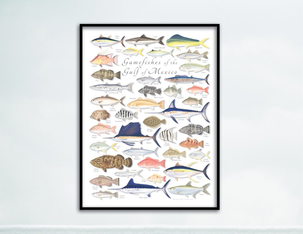 18×24 Gamefishes of the Gulf of Mexico poster – Val Kells Nature Prints
