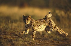 SPRINTING CHEETAH GLOSSY POSTER PICTURE PHOTO running leopard africa cat run 698