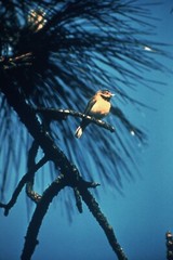 EXTINCT BACHMAN’S WARBLER BIRD GLOSSY POSTER PICTURE PHOTO PRINT BANNER 10032