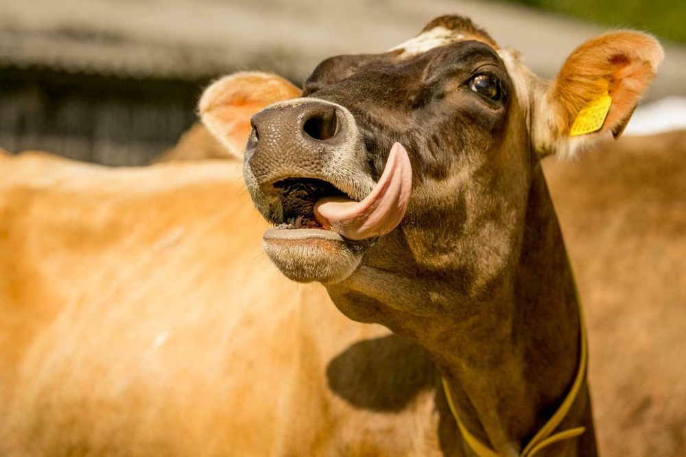 FUNNY COWS GLOSSY POSTER PICTURE PHOTO BANNER PRINT dairy jersey cool cute 5647