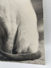 Vintage Siamese Cat B&W Photograph on Board Wall Art 8″ x 13.5″