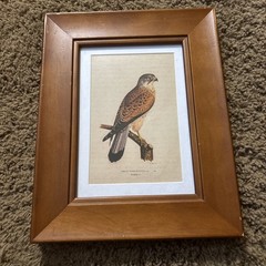 Walnut Wood 4×6 Picture Frame Bird Falcon Print Decorative Trends Tabletop